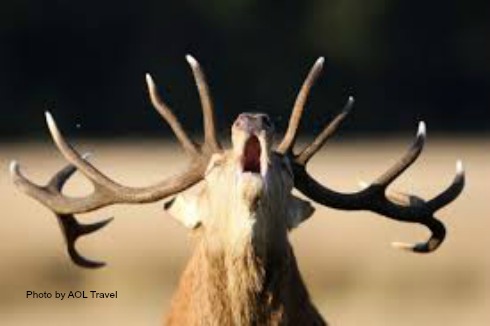 Stag by travel.aol